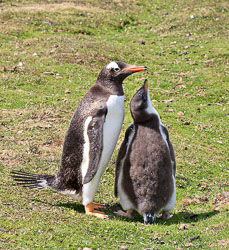 SA_Penguins_0094_55x6.jpg