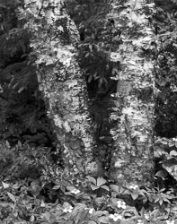 LS92-087-Birch-Trees.jpg