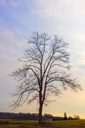 Majestic-Tree.jpg
