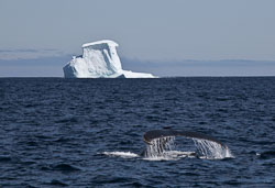 Nfld_090707_0107-Modified.jpg