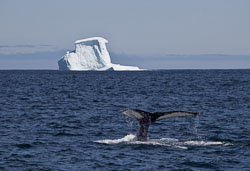 Nfld_090707_0108-Modified.jpg
