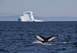 Nfld_090707_0110-Modified.jpg