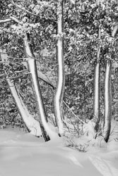 OS15-0065-Junipers.jpg