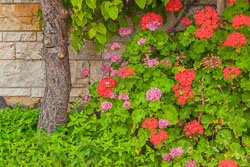 GR15-0422_Mums.jpg