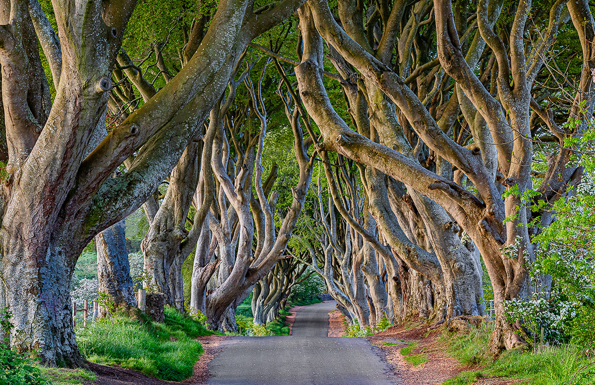 NIRE19-0251-Dark-Hedges-Final.jpg