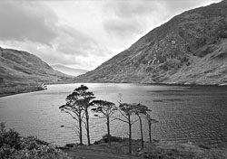 IRE02-193_Trees_Doo_Lough.jpg