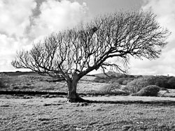 IRE02-216_Windshaped_Tree.jpg