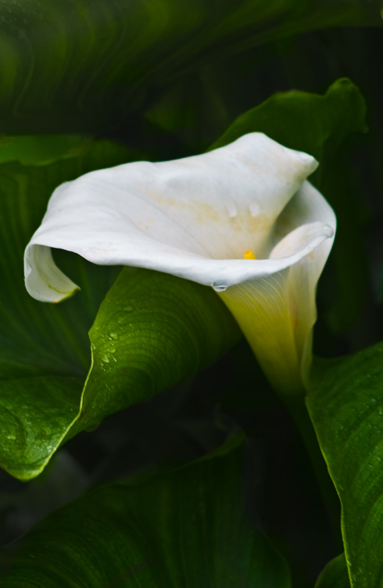 IRE_04-070_Calla_Lily.jpg