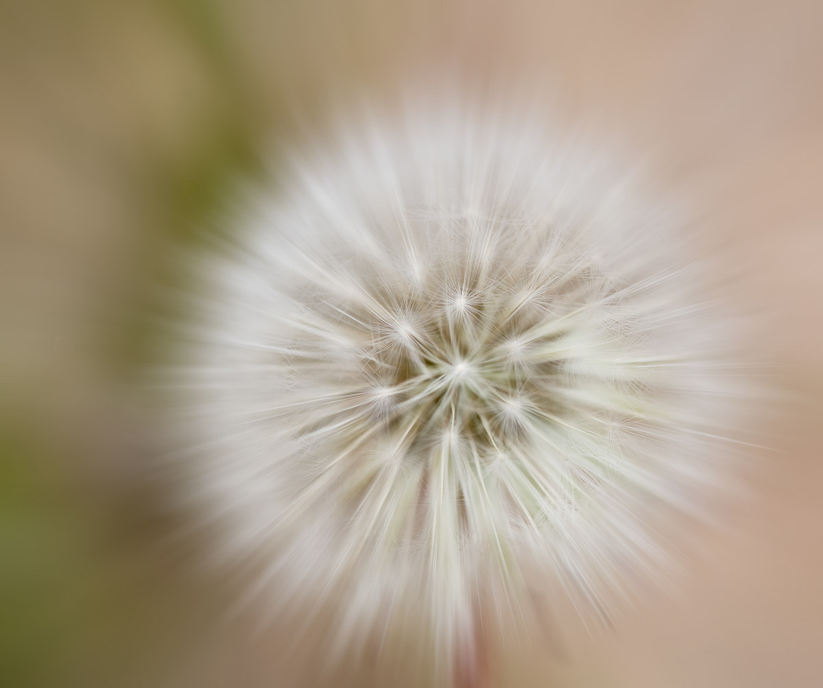 RMNP08-173-Dandelion-MASTER.jpg