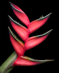 Lobster_Claw_(Heliconia)_16x20.jpg