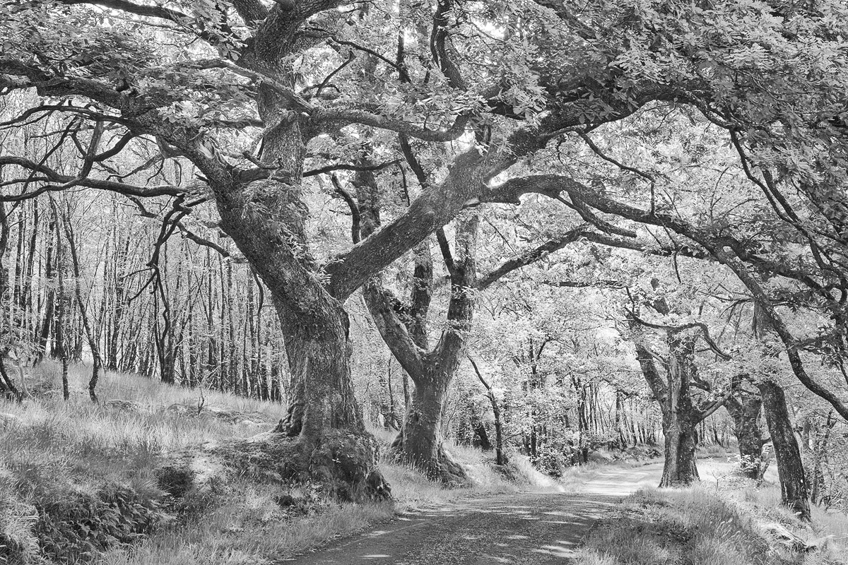 SCOT_2012_2189-92_Path_in_the_Woods-BW_Cropped.jpg