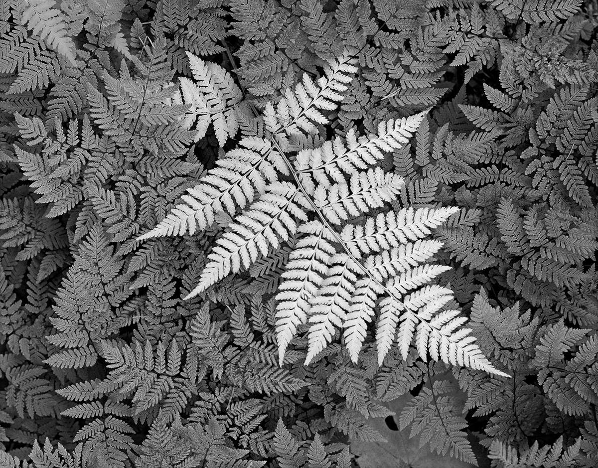 ALA96-103_Fern.jpg