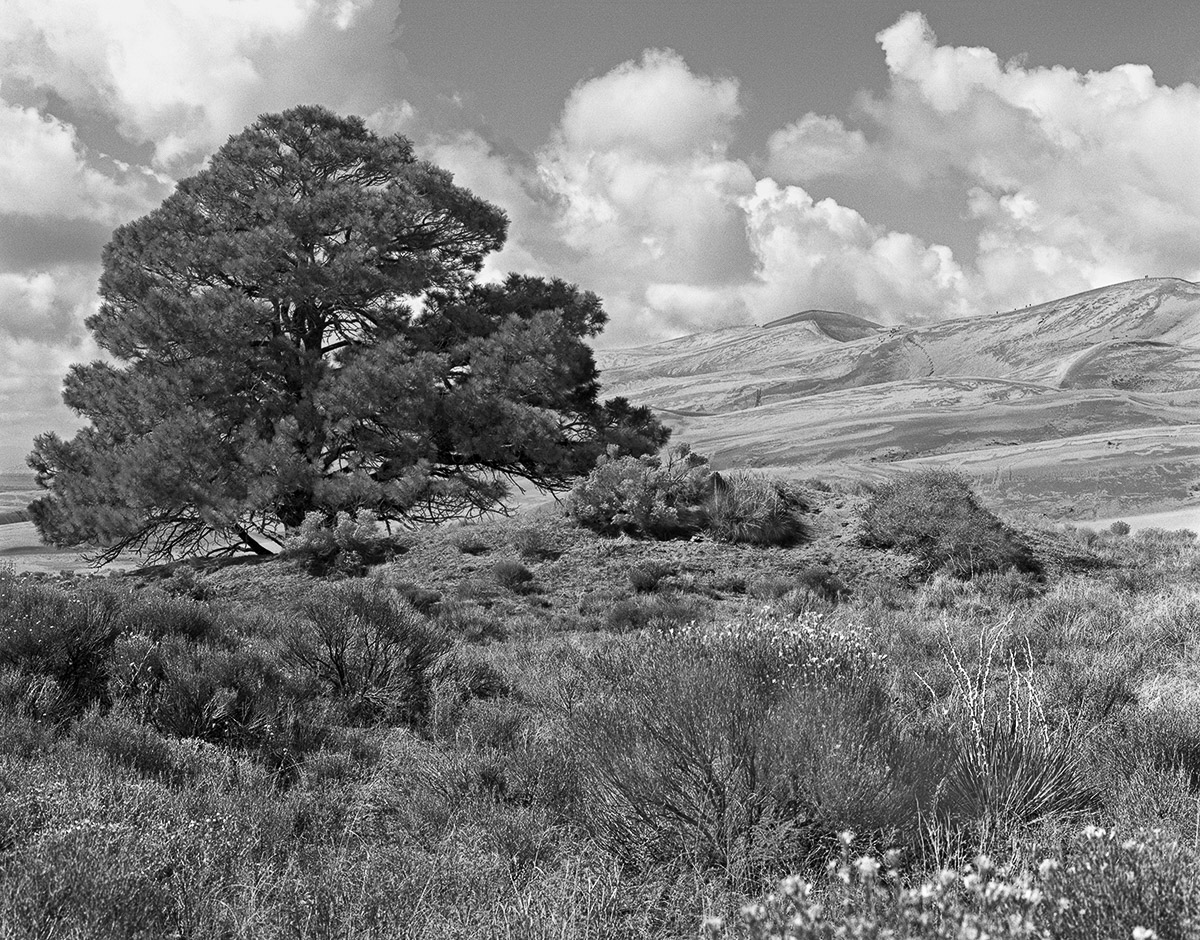 CO94-072_Oak_Tree_and_Dunes.jpg