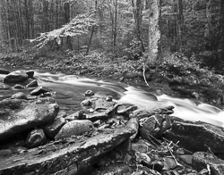 USA Black and White