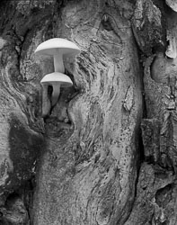 UP95-076_Oyster_Mushrooms.jpg