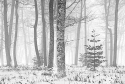 WISC13-0090_Trees_in_Mist_3-2.jpg